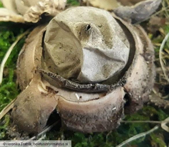 Geastrum triplex