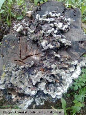 Auricularia mesenterica
