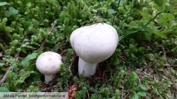 Russula virescens