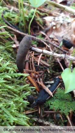 Xylaria longipes