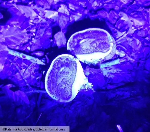 Scleroderma citrinum