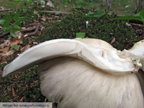 Pleurotus pulmonarius