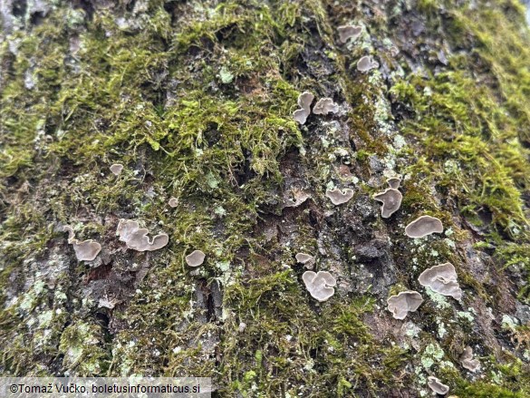 Aleurodiscus disciformis