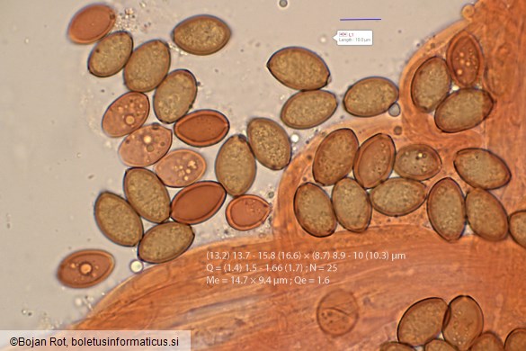 Conocybe rickenii