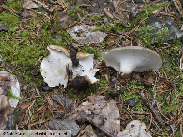 Picipes tubaeformis