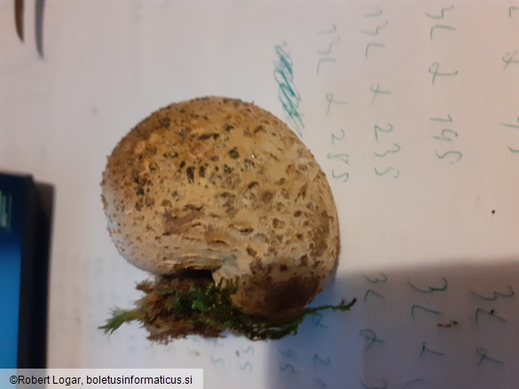 Scleroderma citrinum