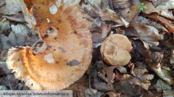 Russula grata