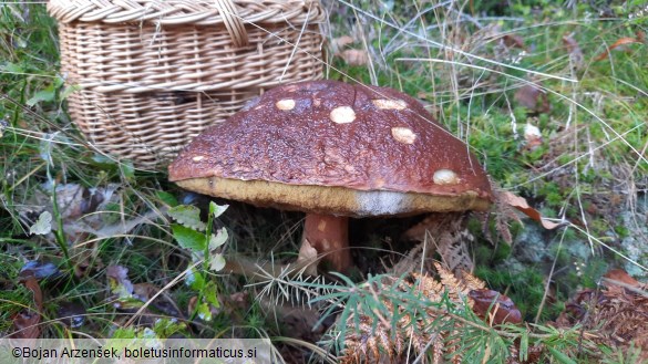 Boletus pinophilus