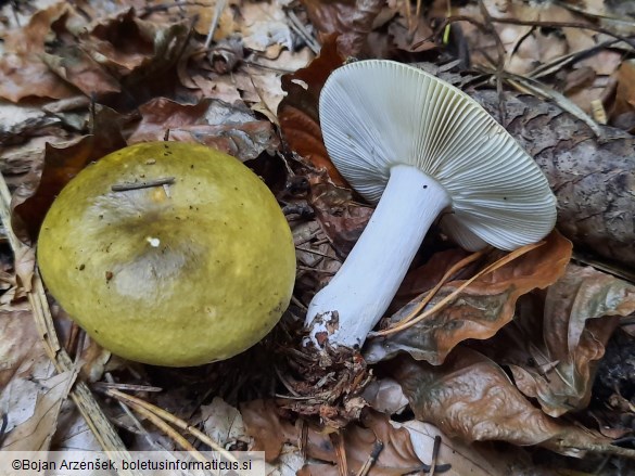 Russula