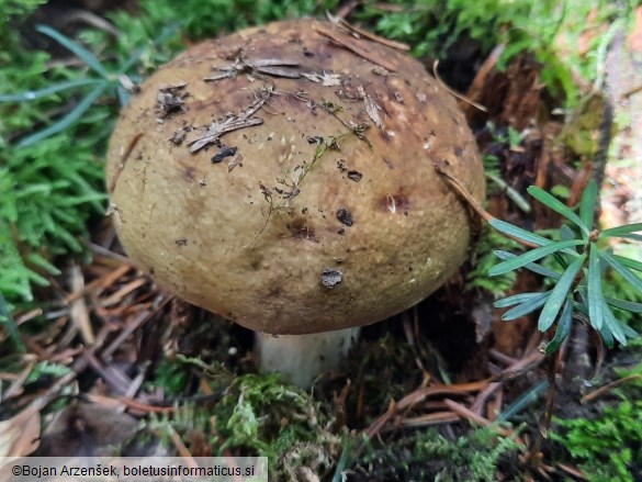 Russula olivacea