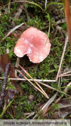 Gomphidius roseus