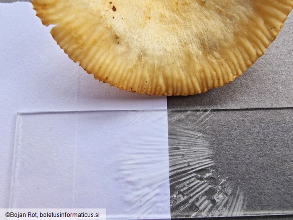 Russula farinipes