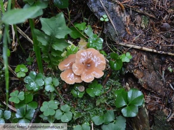 Pseudoomphalina compressipes