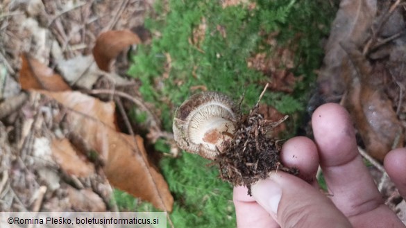 Paxillus involutus