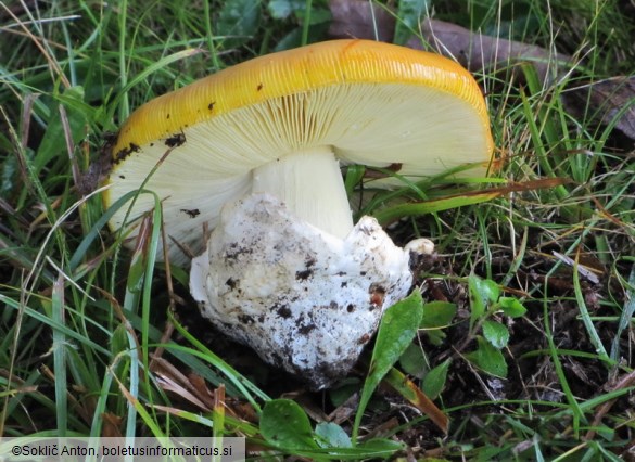 Amanita caesarea