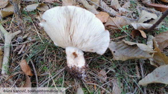 Tricholoma pessundatum