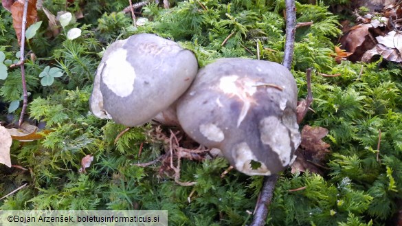 Tricholoma saponaceum