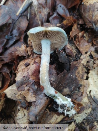 Stropharia caerulea