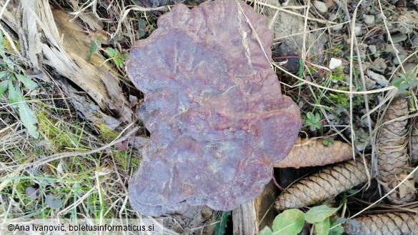 Ganoderma lucidum