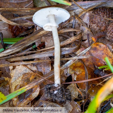 Lepiota cristata