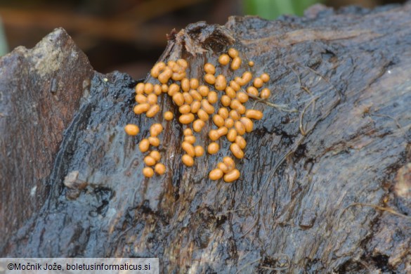 Trichia scabra