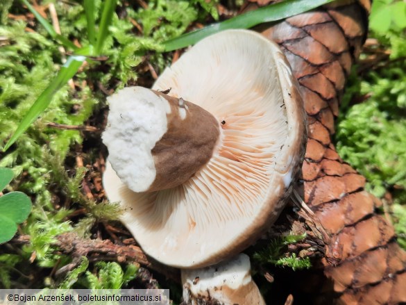 Lactarius picinus