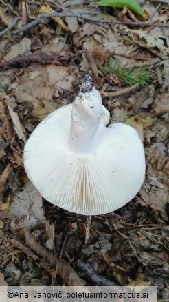 Russula heterophylla