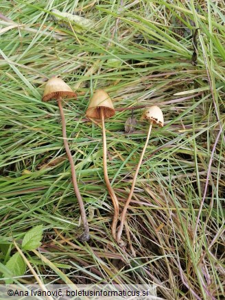 Conocybe tenera