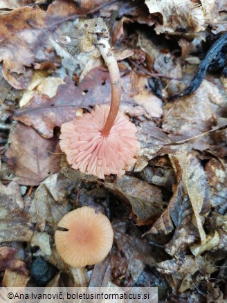 Laccaria laccata