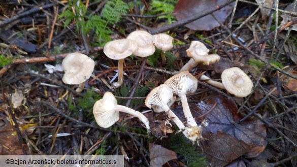 Rhizocybe pruinosa