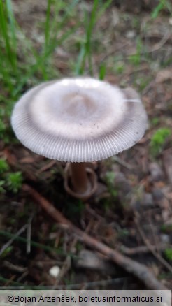 Amanita battarrae