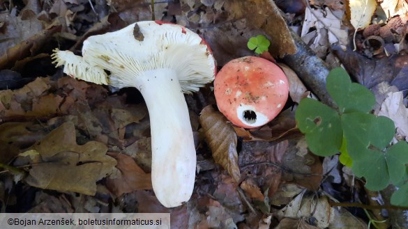 Russula aurora