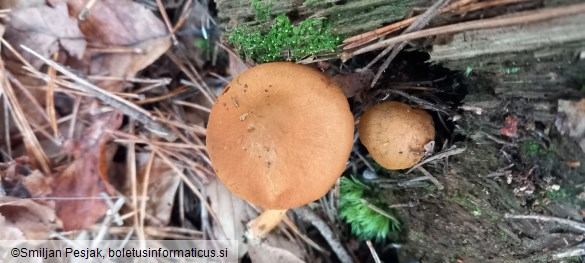 Cortinarius semisanguineus