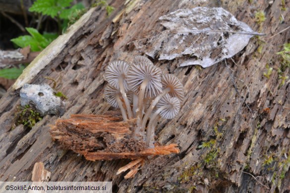 Mycena stipata