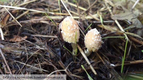 Coprinellus flocculosus