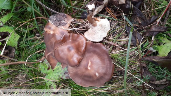 Lyophyllum loricatum