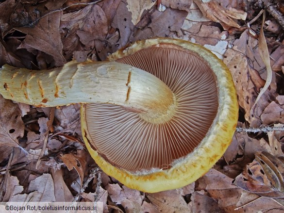 Pholiota adiposa
