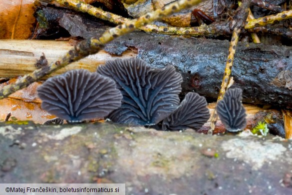 Resupinatus alboniger
