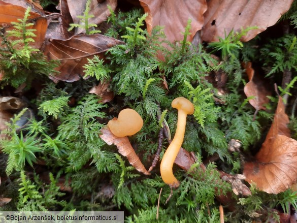 Leotia lubrica