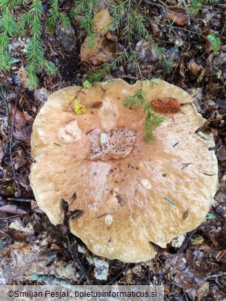 Boletus edulis
