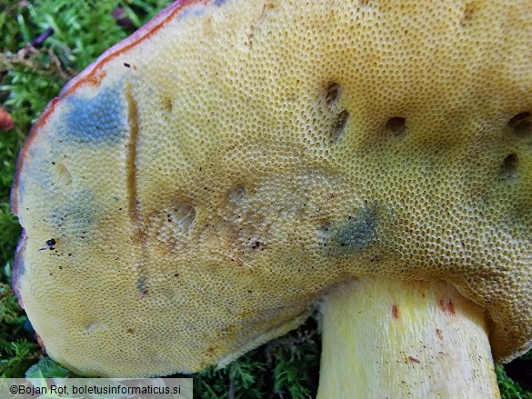 Butyriboletus regius