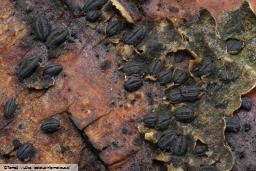 Hysterographium fraxini