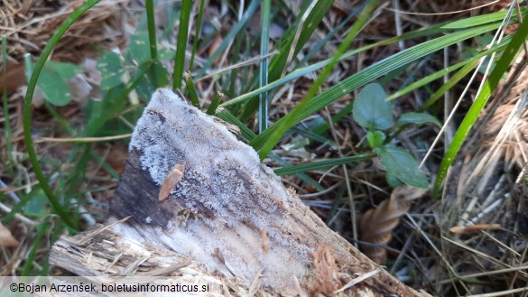 Ceratiomyxa fruticulosa