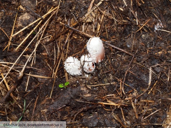 Coprinus sterquilinus