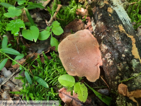 Hapalopilus nidulans