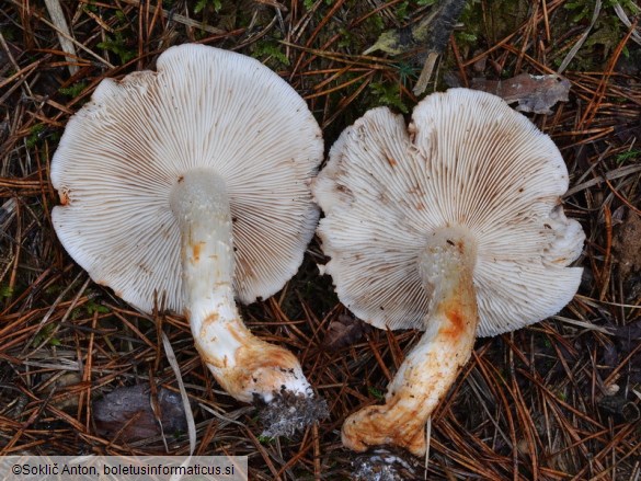 Tricholoma stans