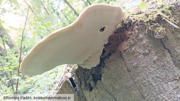 Ganoderma resinaceum