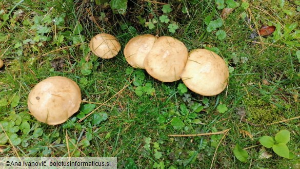 Suillus flavidus