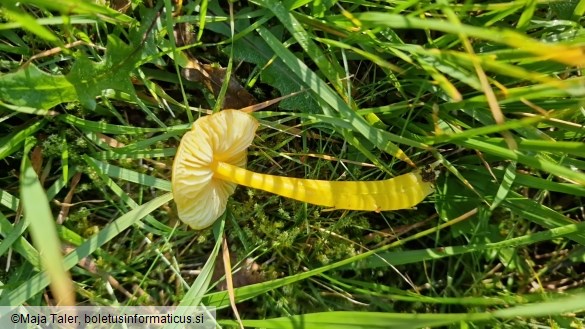 Hygrocybe ceracea