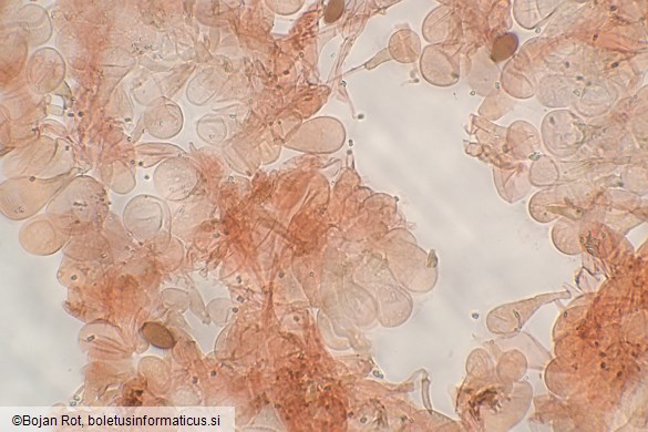 Conocybe macrospora